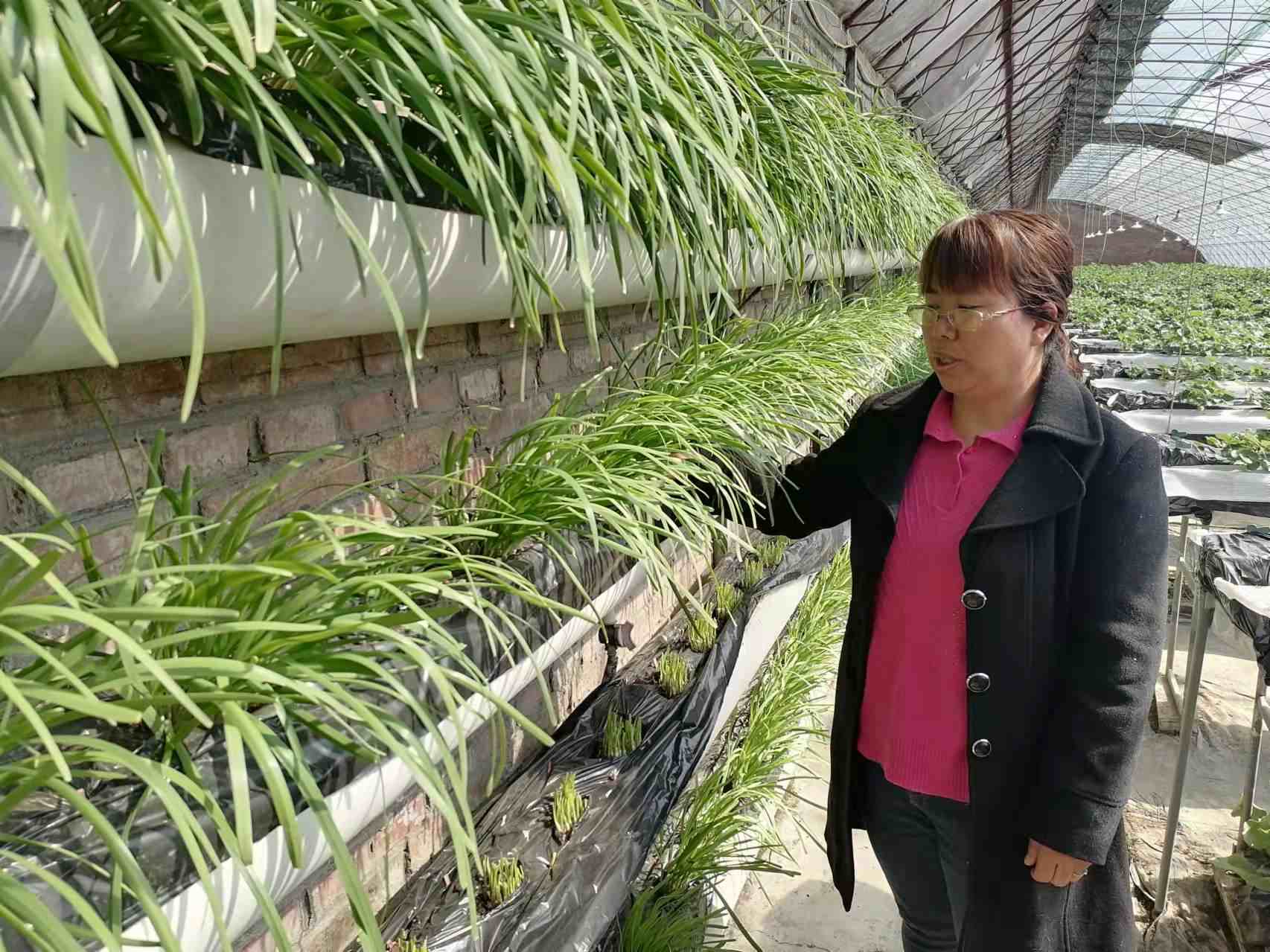 北京京郊墙上种韭菜 节肥又增效