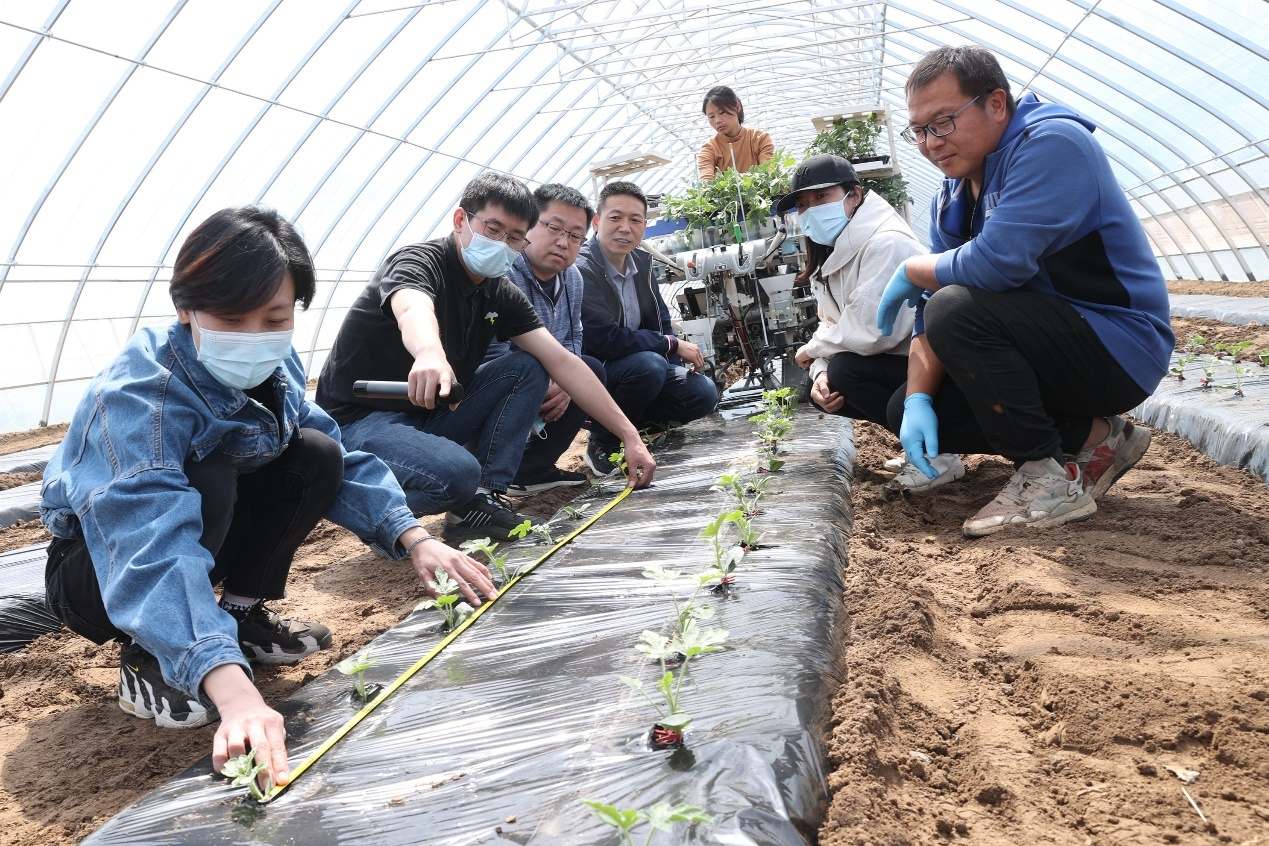 ​北京西瓜种植逐步实现全程机械化 提质增效促发展