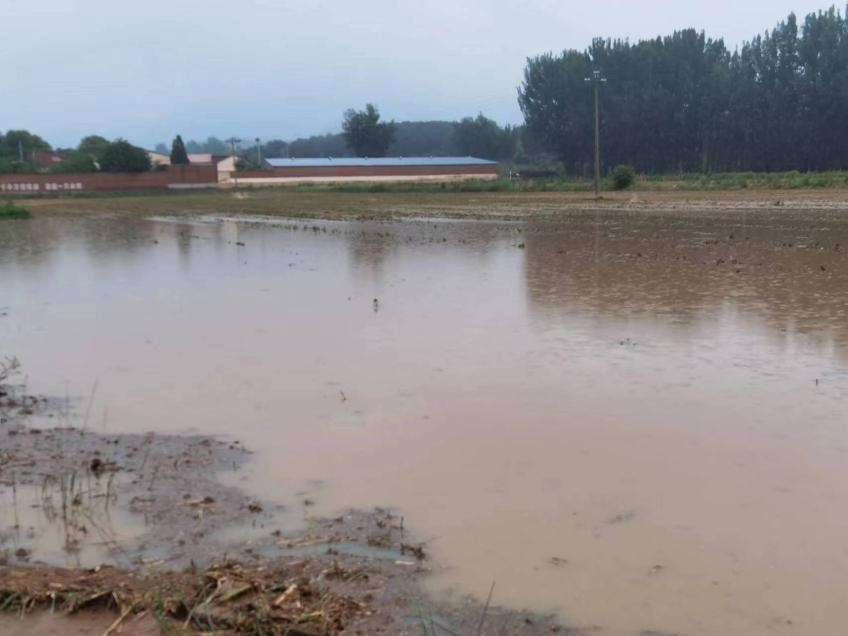 强降雨过后 大豆管理贵在及时