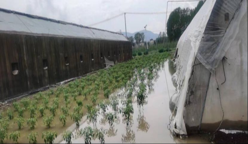 遇上连续阴雨 蔬菜该如何管理