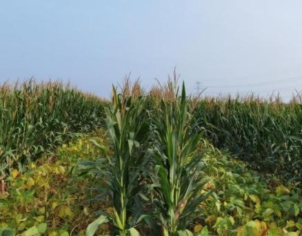 北京市攻坚克难扩大大豆种植面积